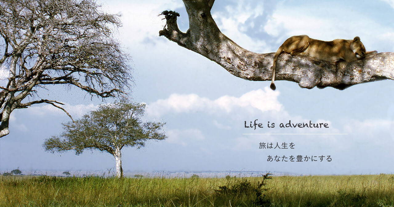 写真：ウガンダのサファリのライオンが木の上で休憩している様子